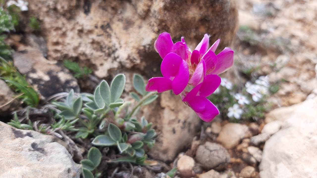 Hedysarum candidissimum