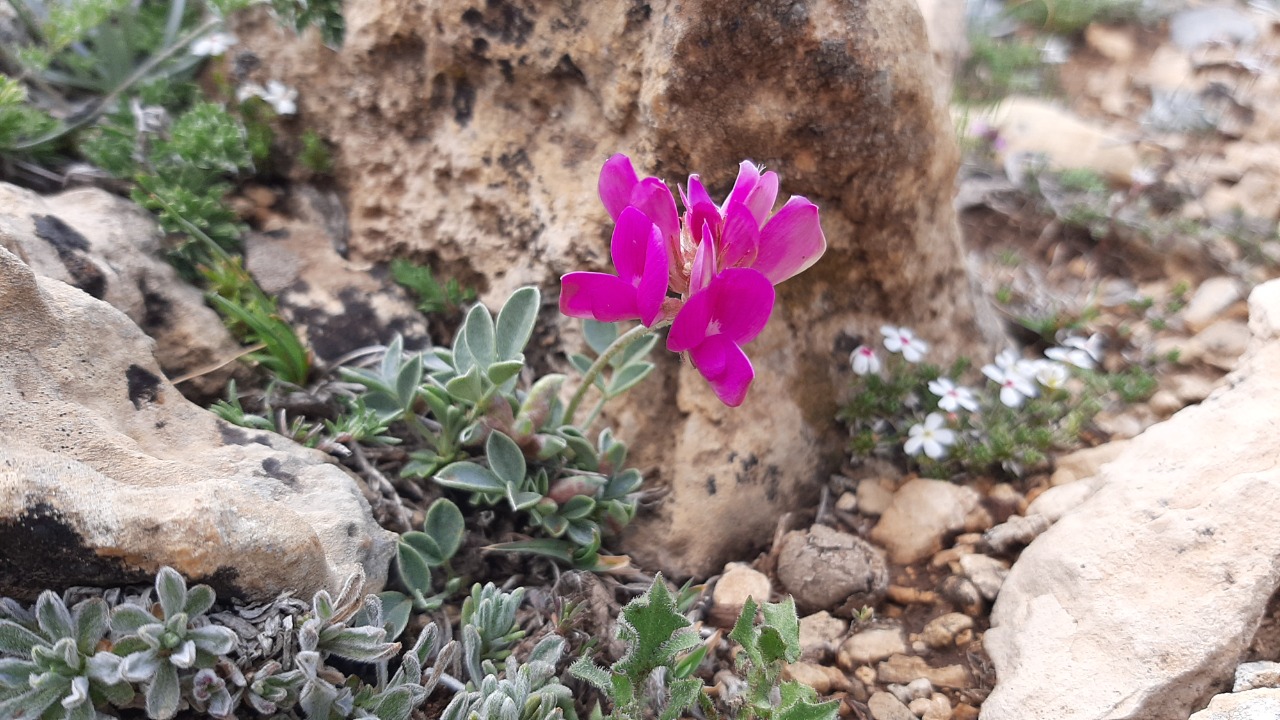 Hedysarum candidissimum