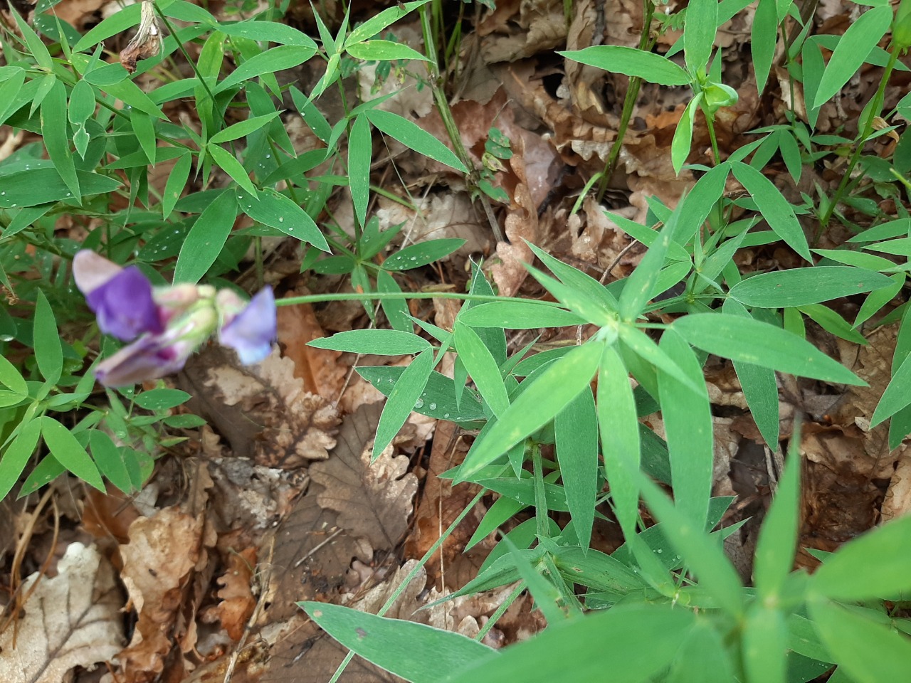 Lathyrus sativus