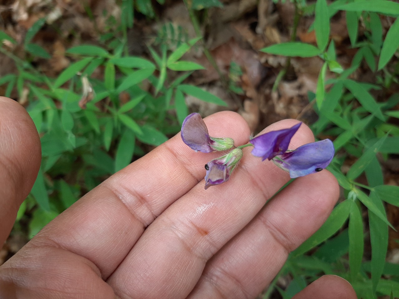 Lathyrus sativus