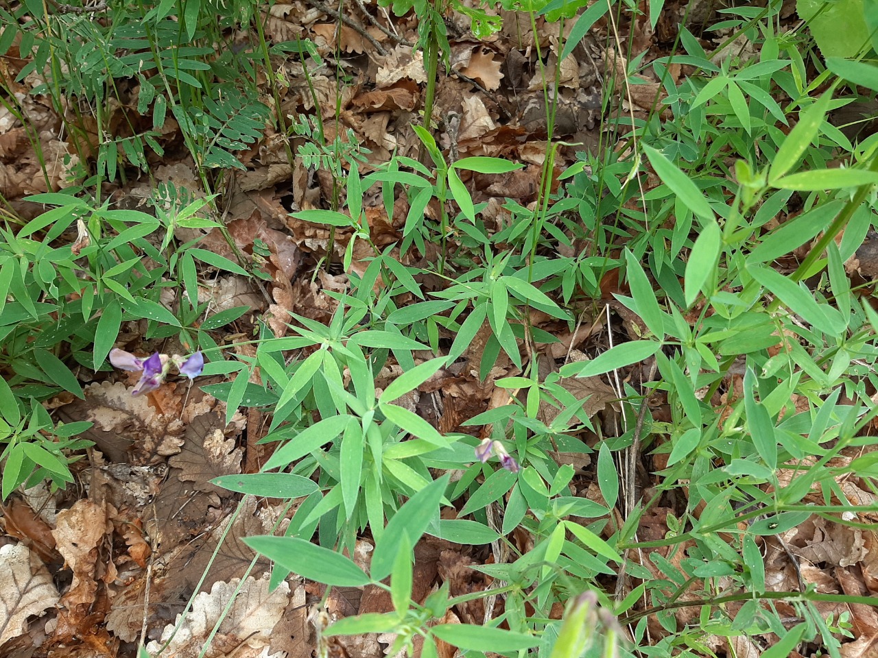 Lathyrus sativus