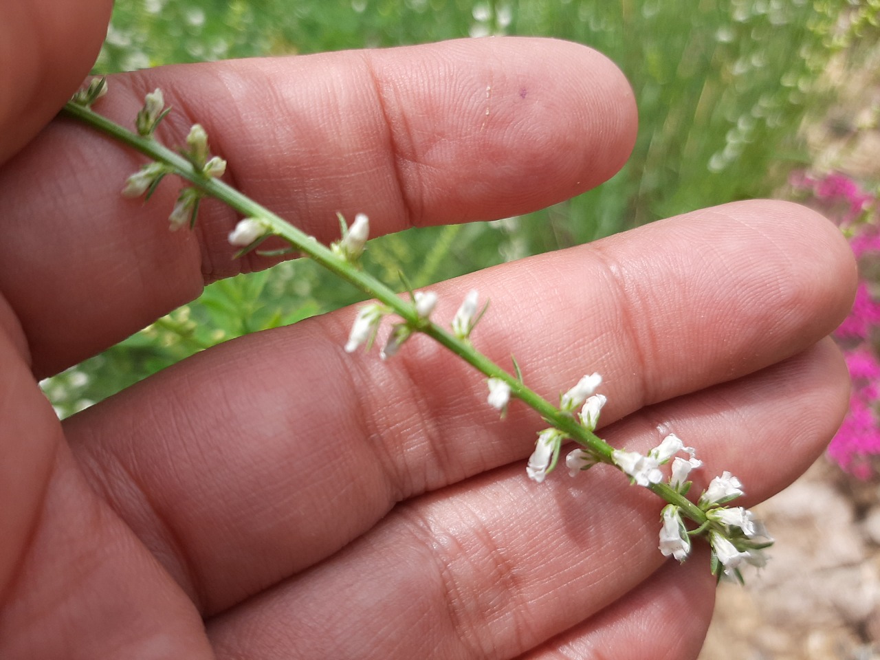 Melilotus albus