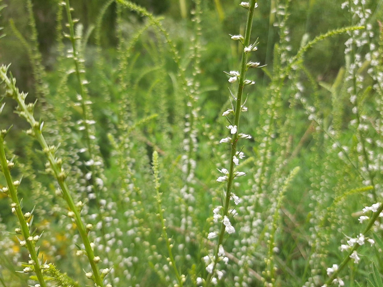 Melilotus albus