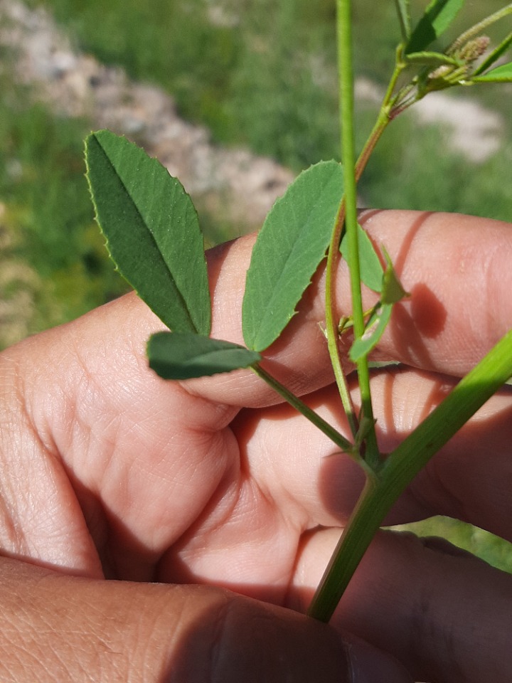 Melilotus albus