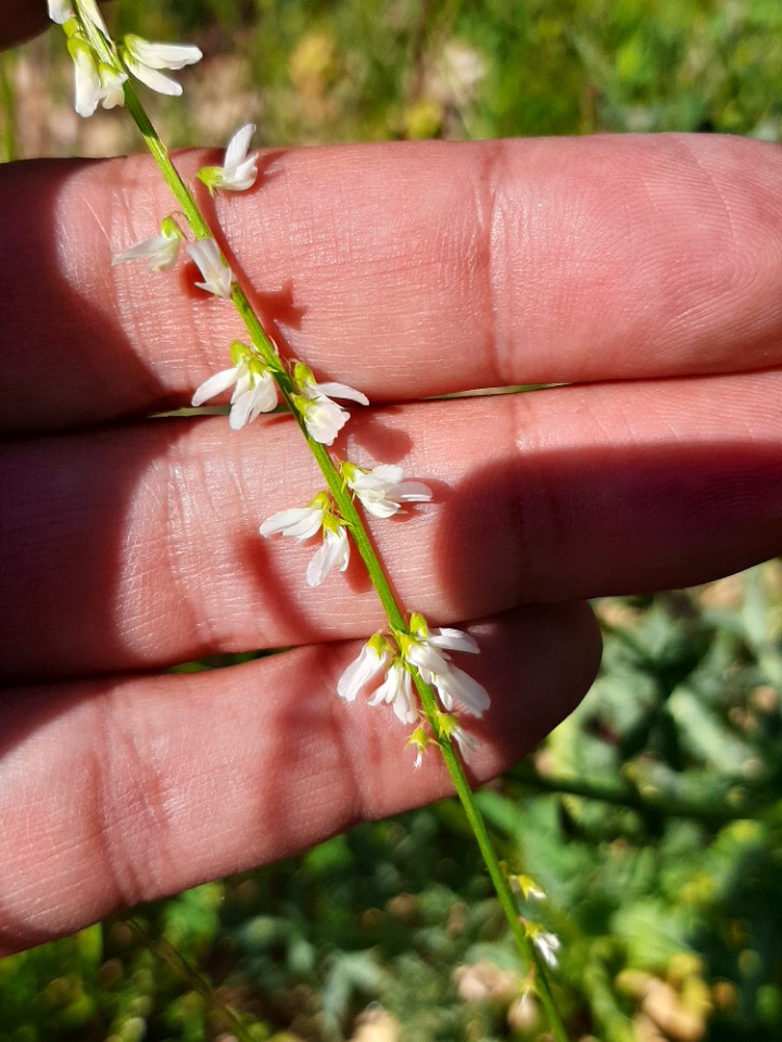 Melilotus albus