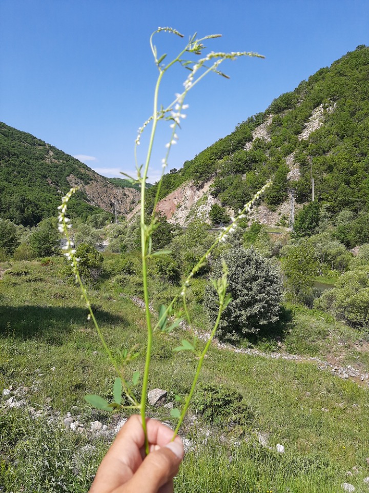 Melilotus albus