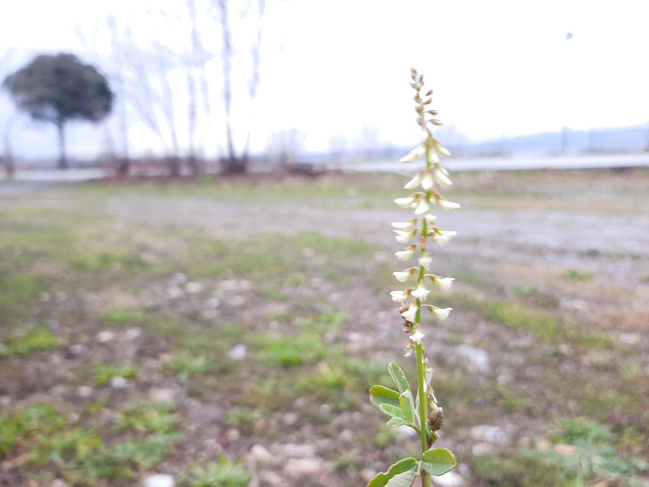 Melilotus albus
