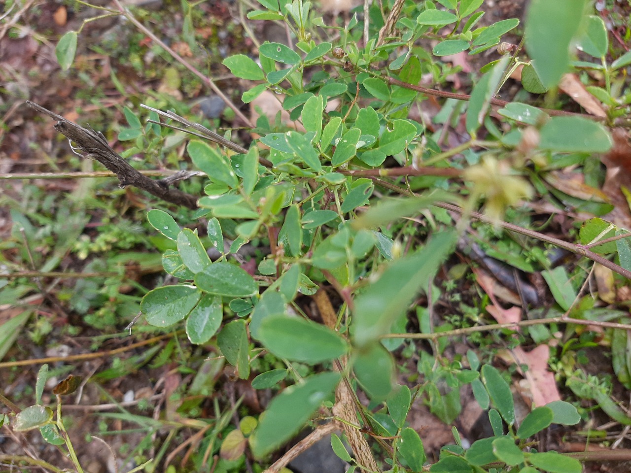 Melilotus albus