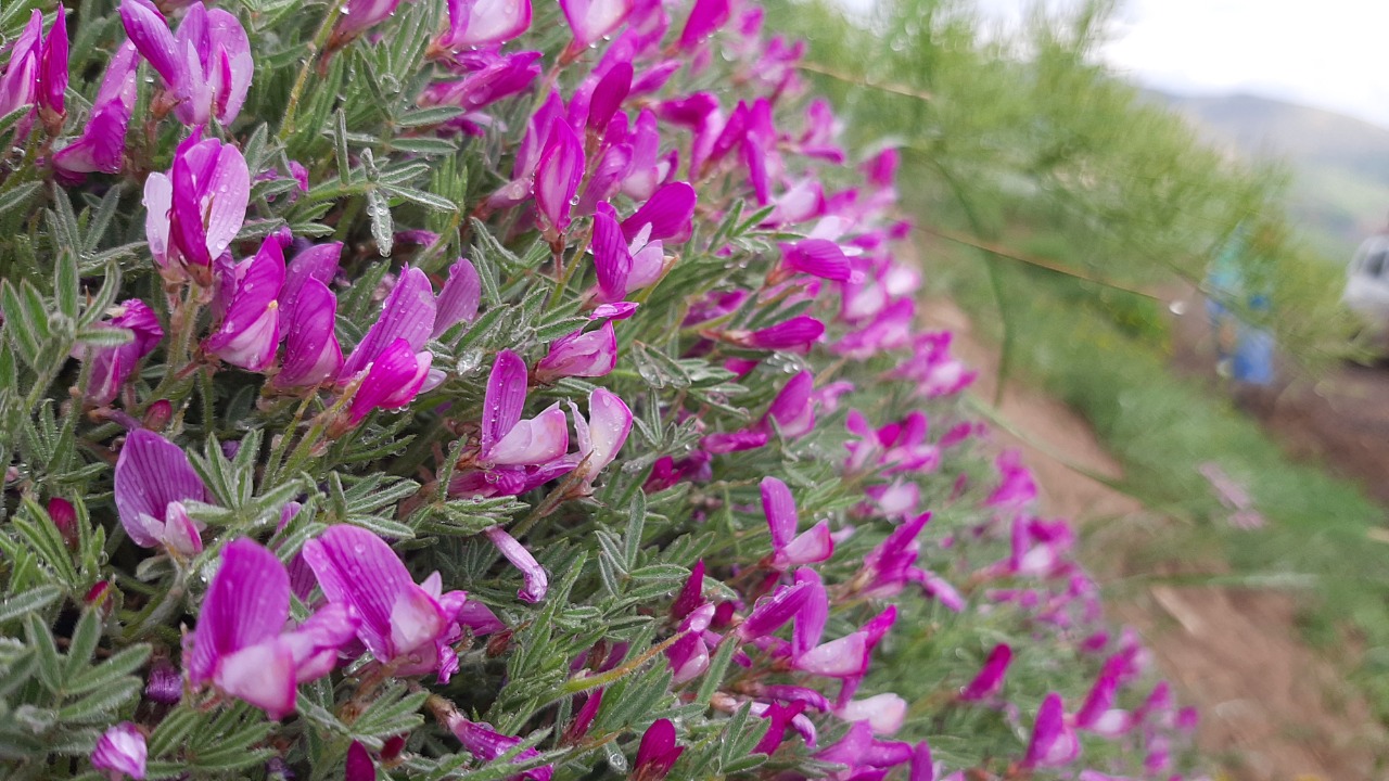 Onobrychis cornuta