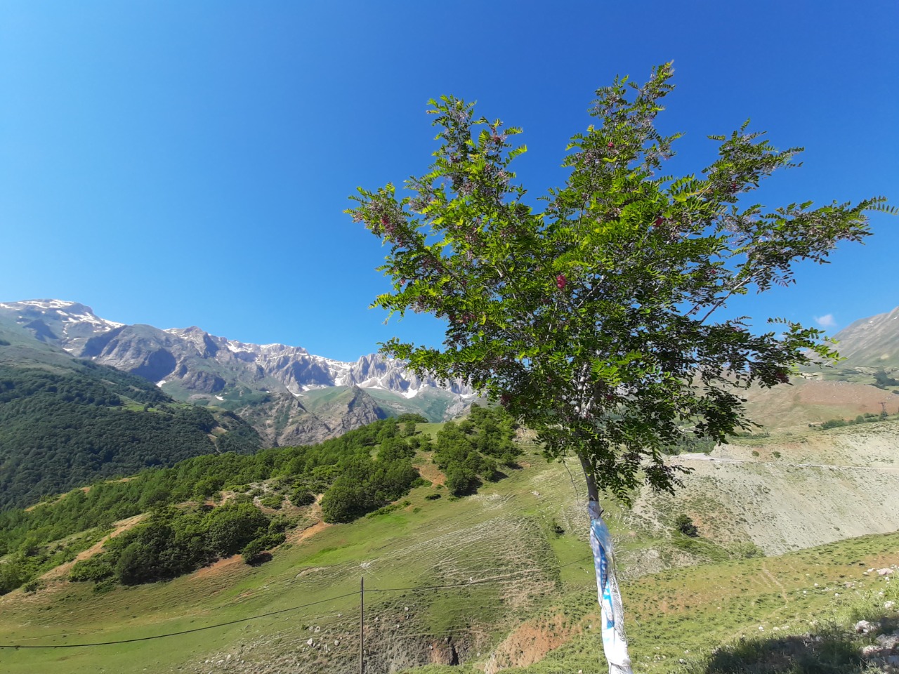 Robinia hispida