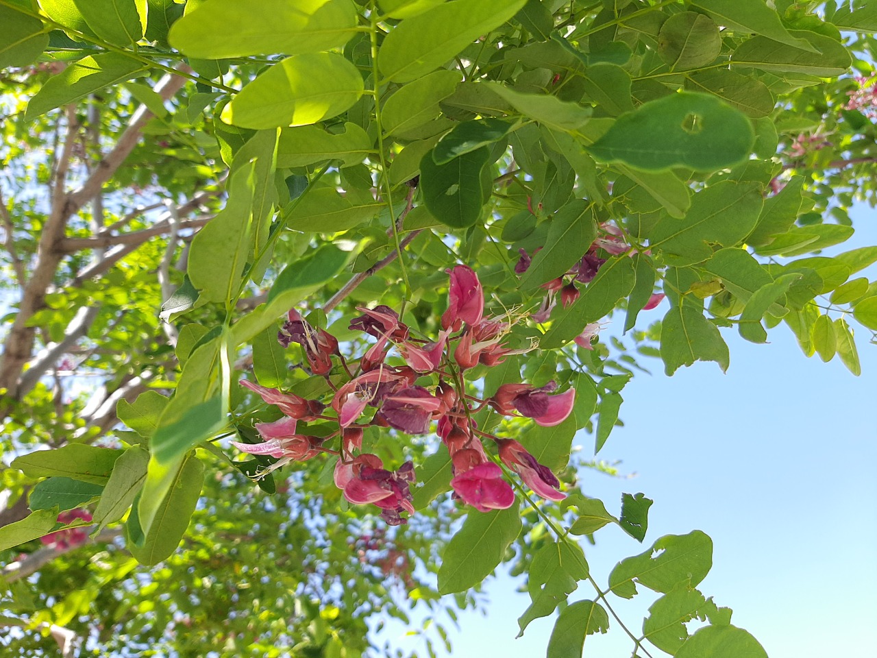 Robinia hispida