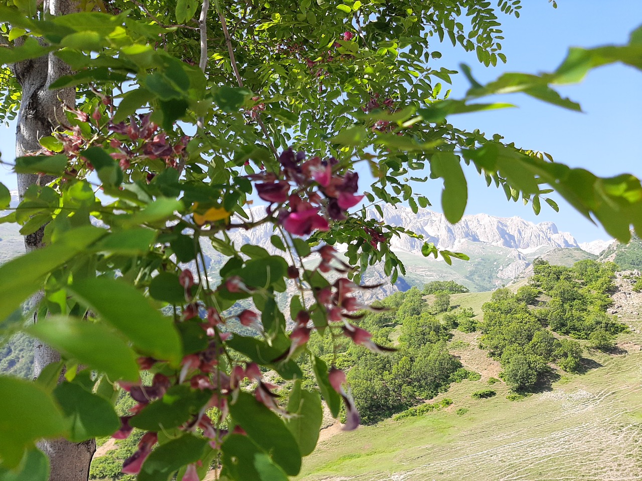 Robinia hispida