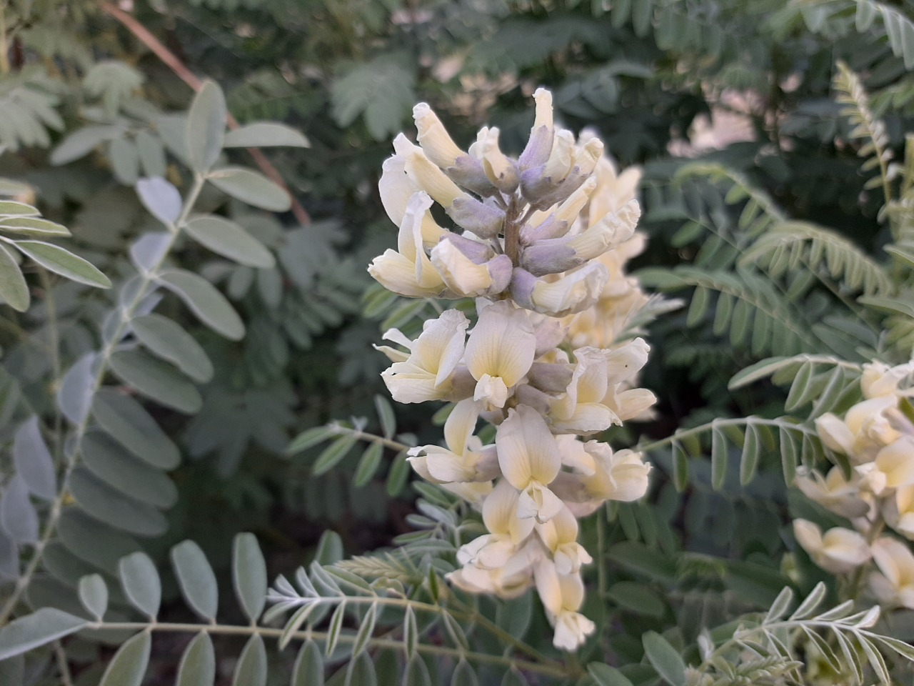 Sophora alopecuroides
