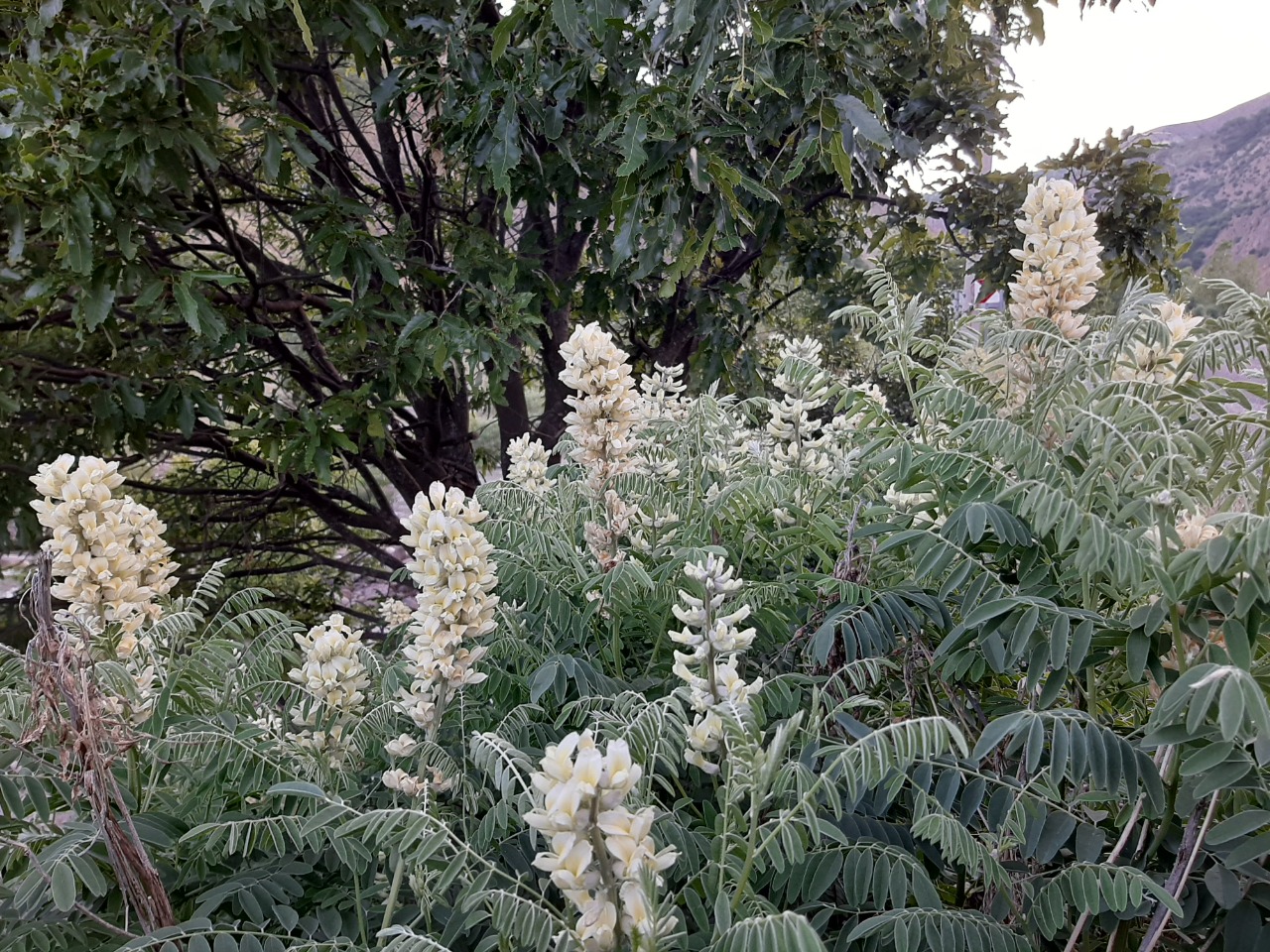 Sophora alopecuroides