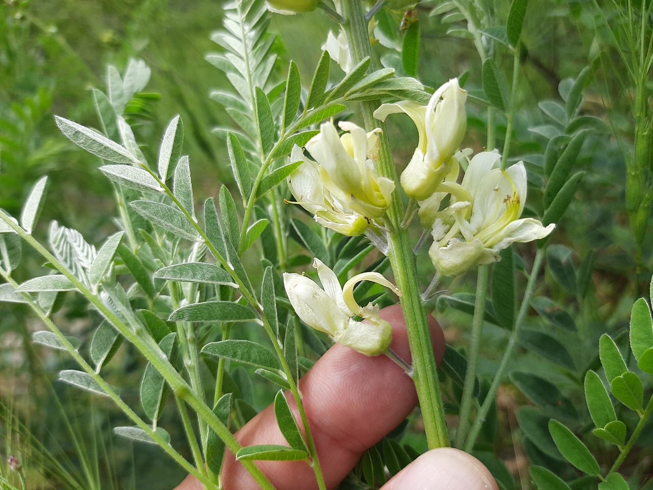 Sophora alopecuroides
