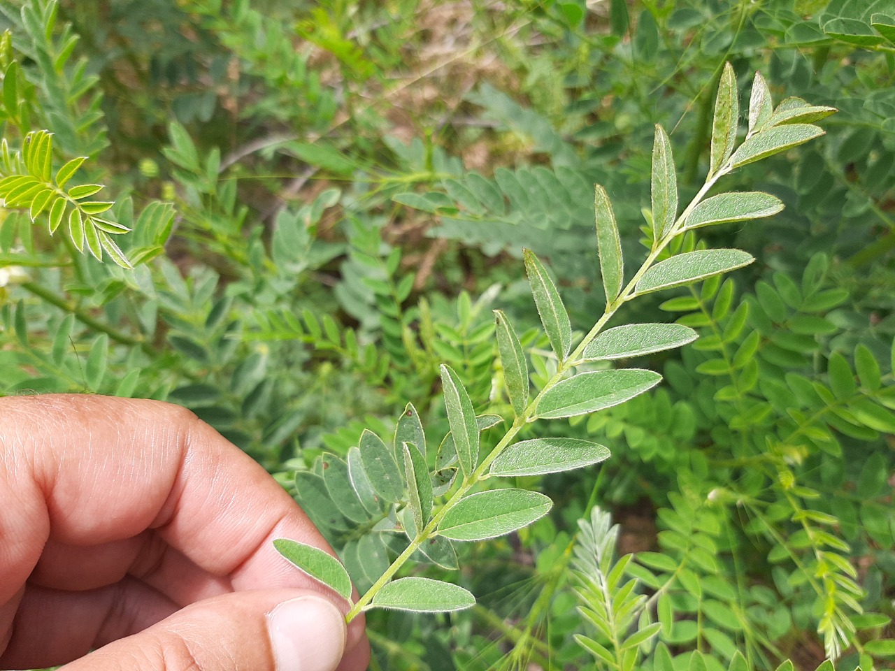 Sophora alopecuroides