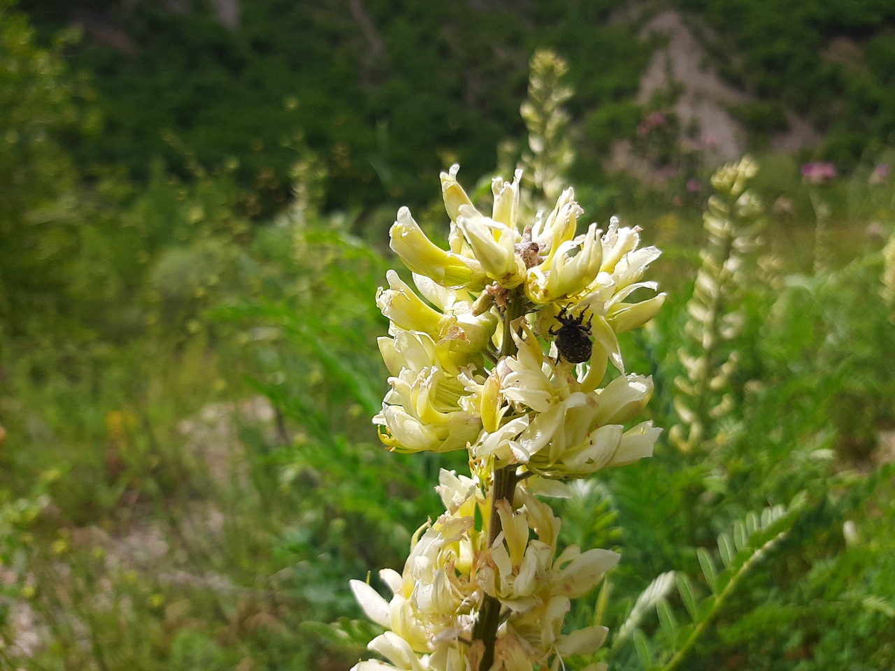 Sophora alopecuroides
