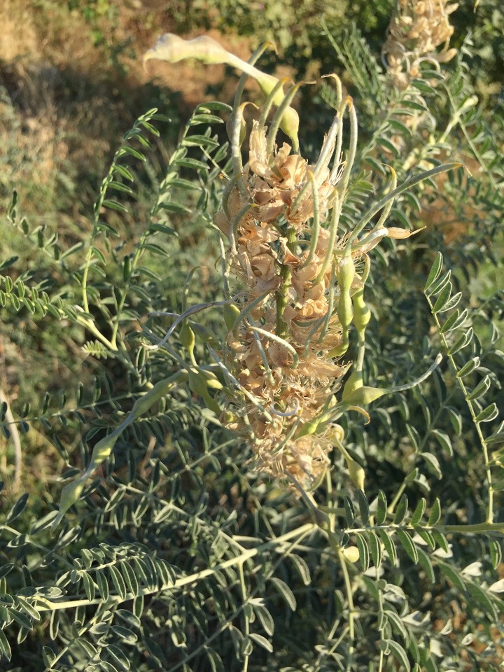Sophora alopecuroides