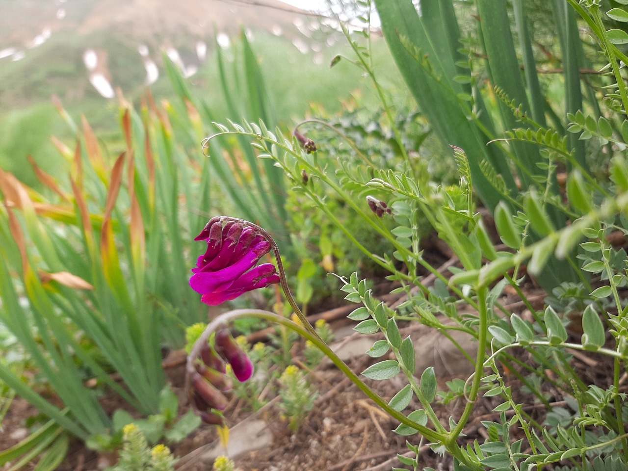 Vicia alpestris