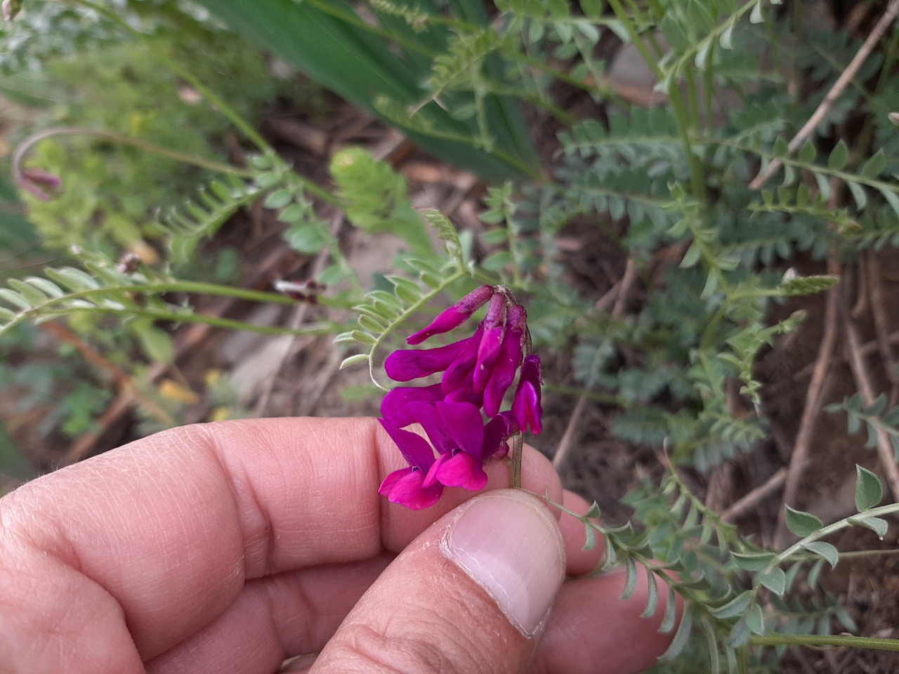 Vicia alpestris