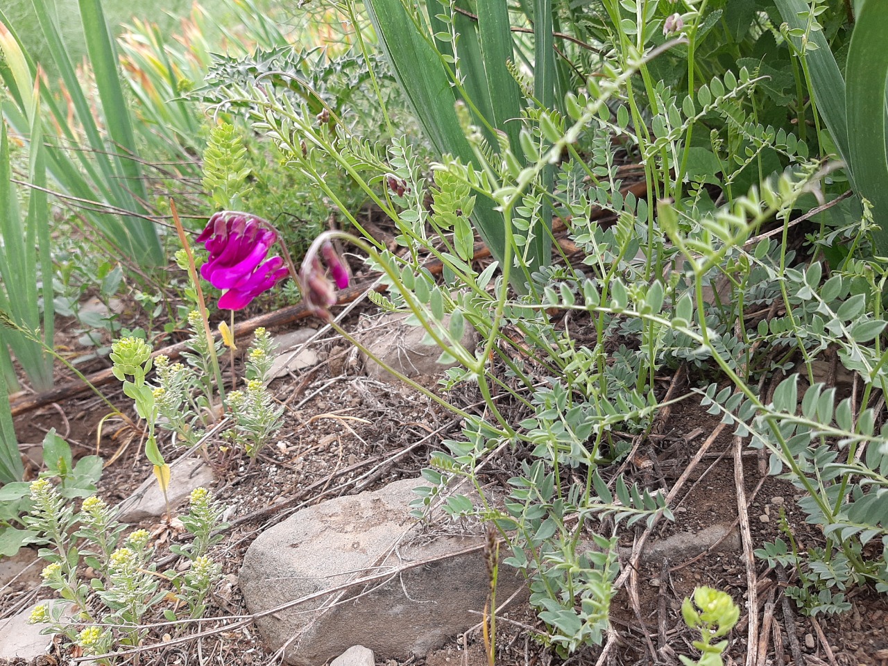 Vicia alpestris