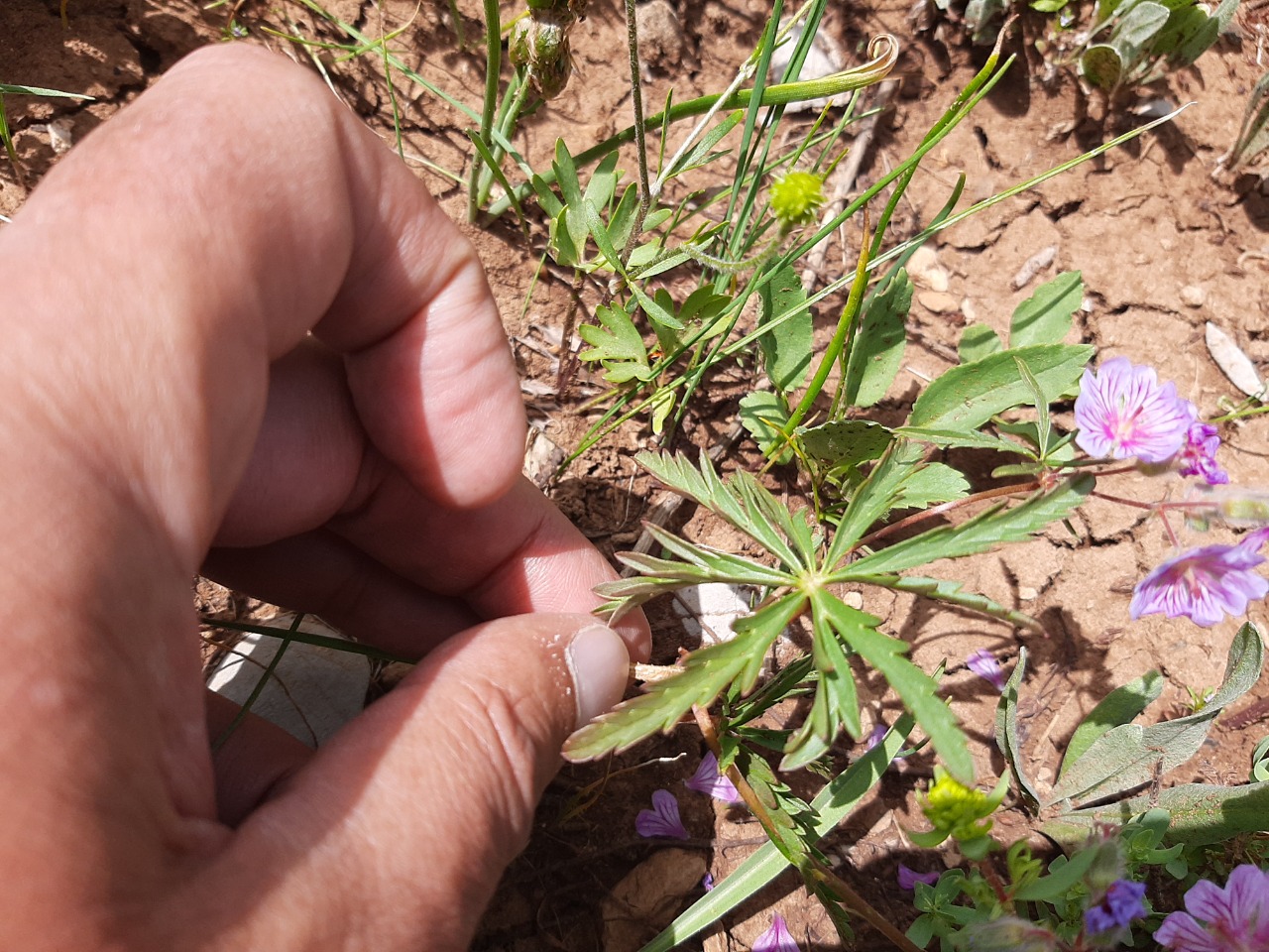 Geranium tuberosum