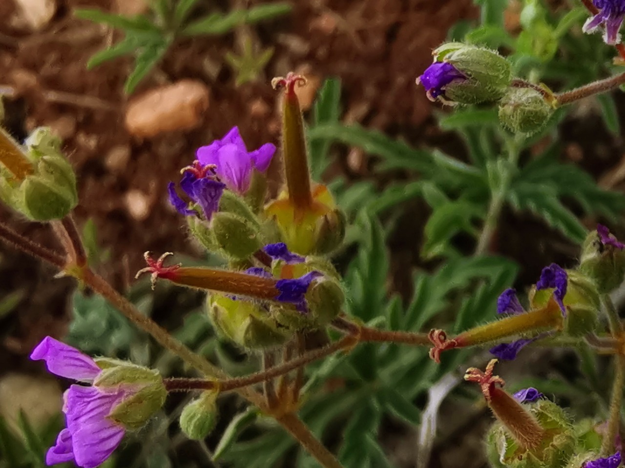 Geranium tuberosum