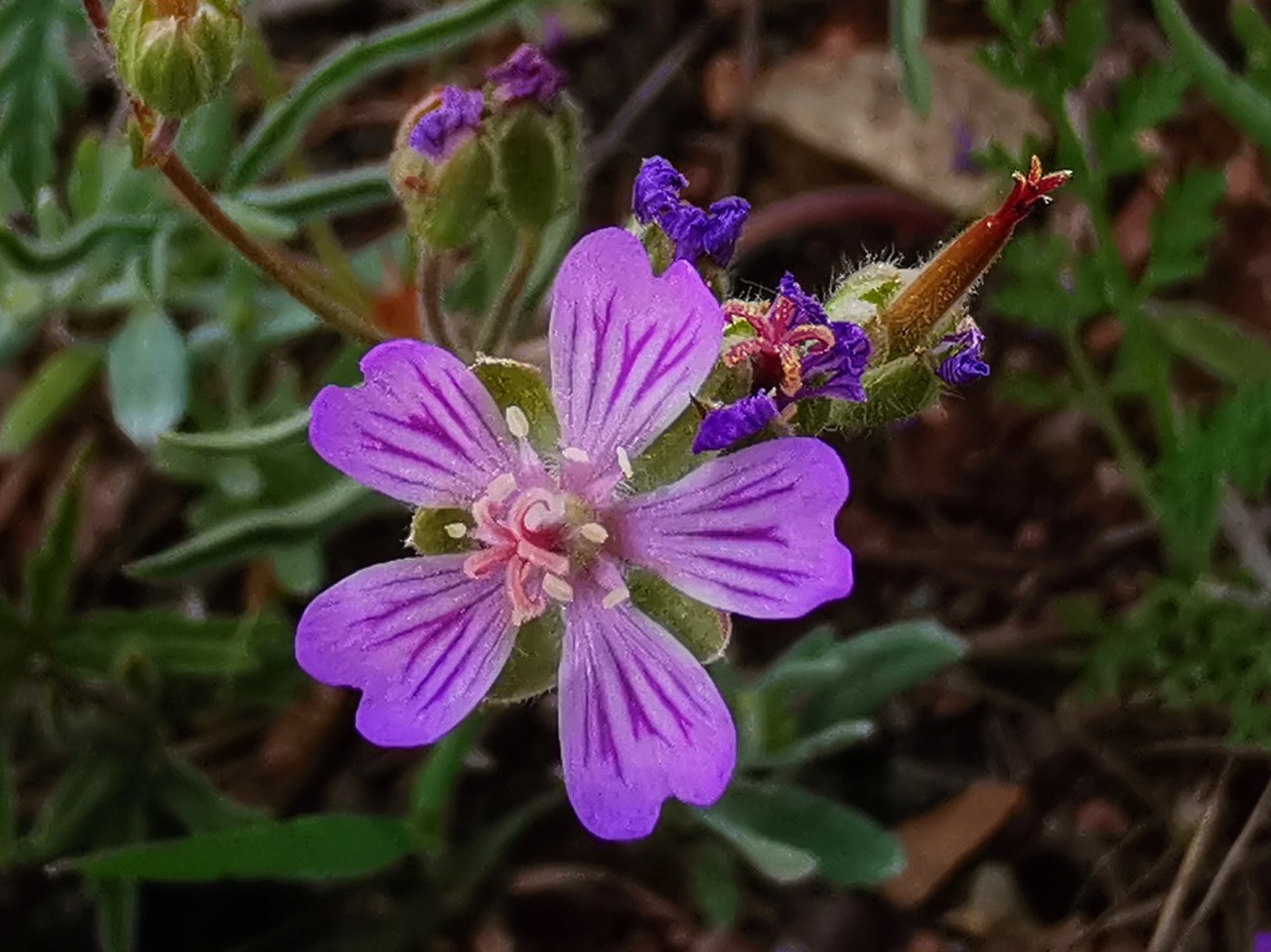 Geranium tuberosum