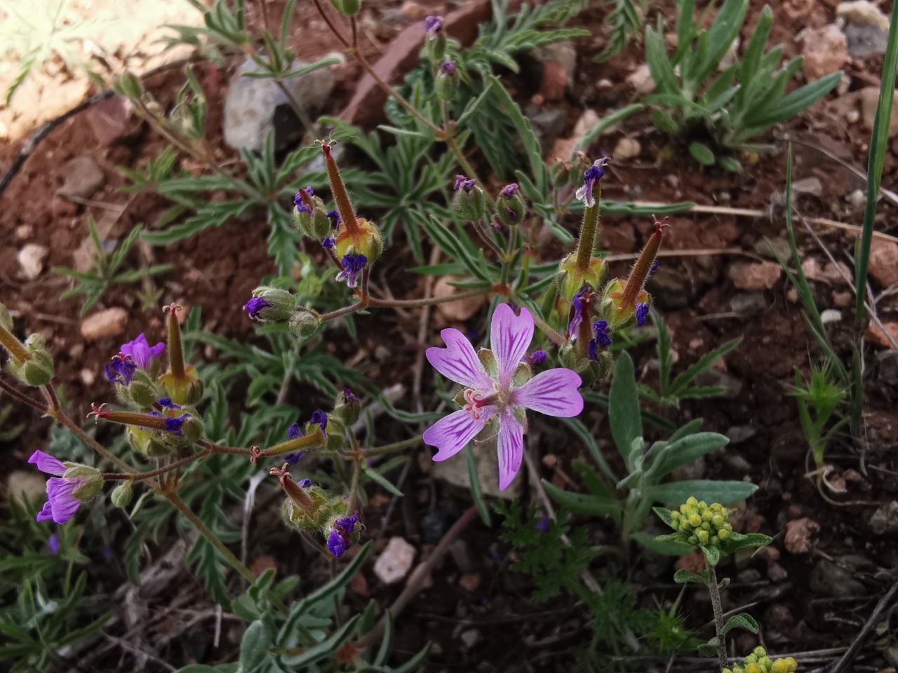 Geranium tuberosum