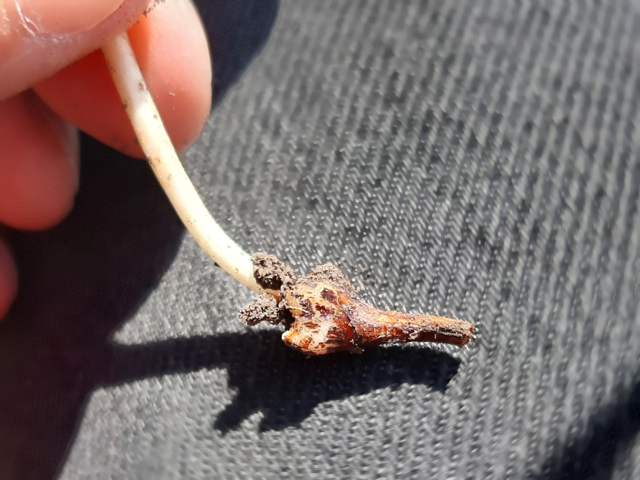 Geranium tuberosum