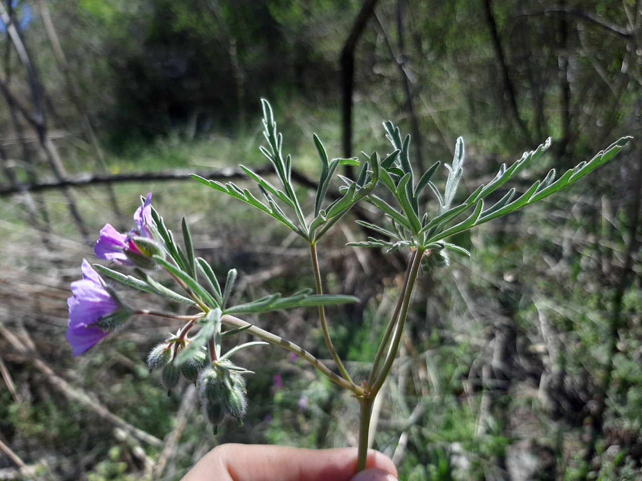 Geranium tuberosum