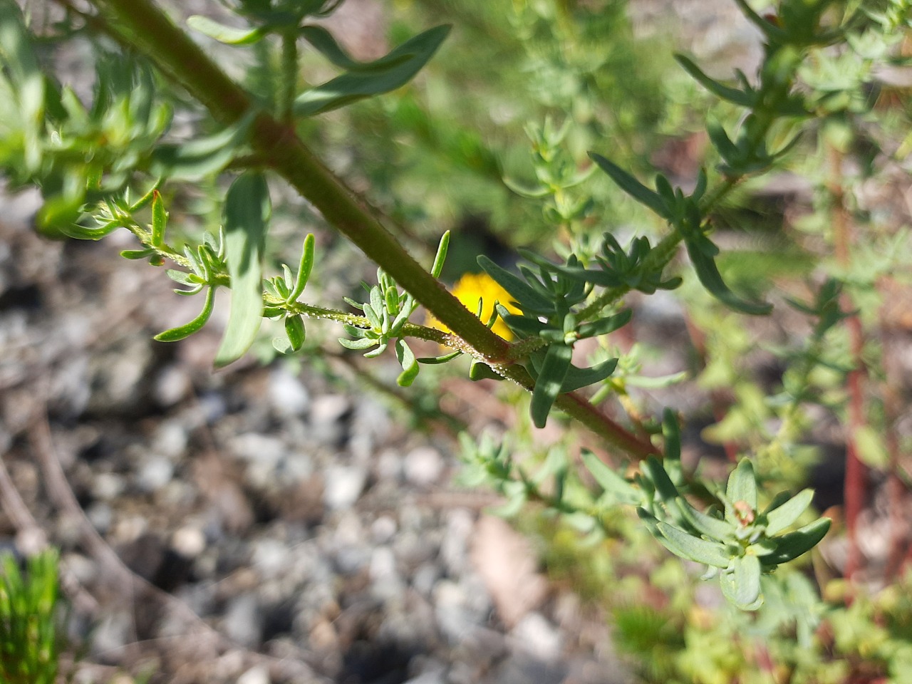 Hypericum scabrum