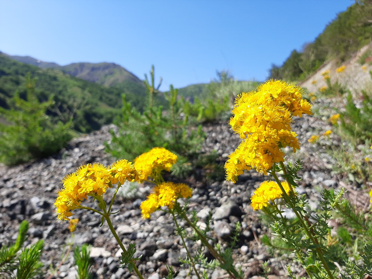 Hypericum scabrum