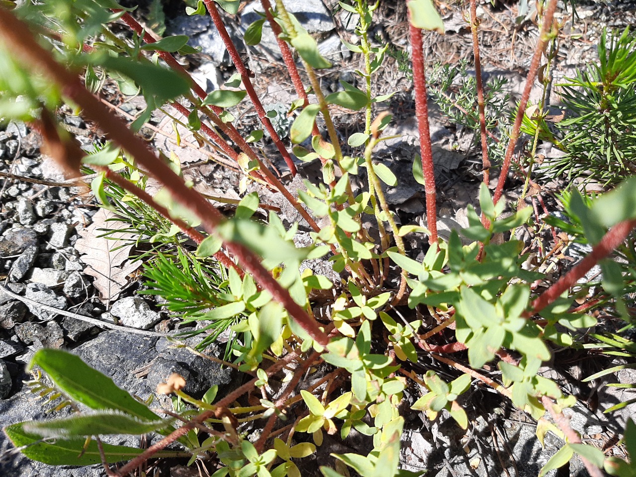 Hypericum scabrum