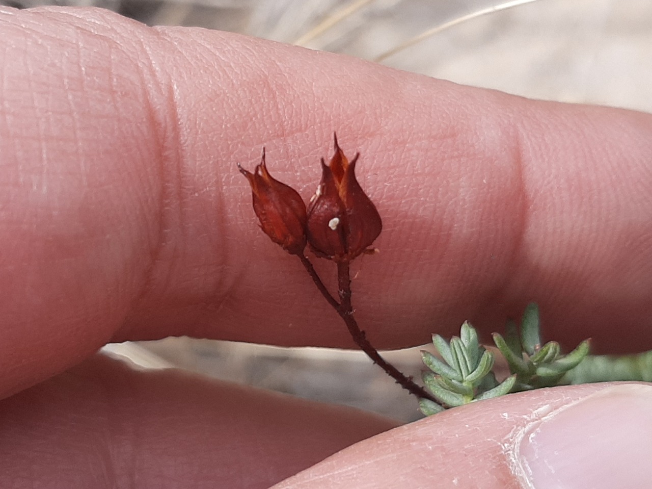 Hypericum scabrum