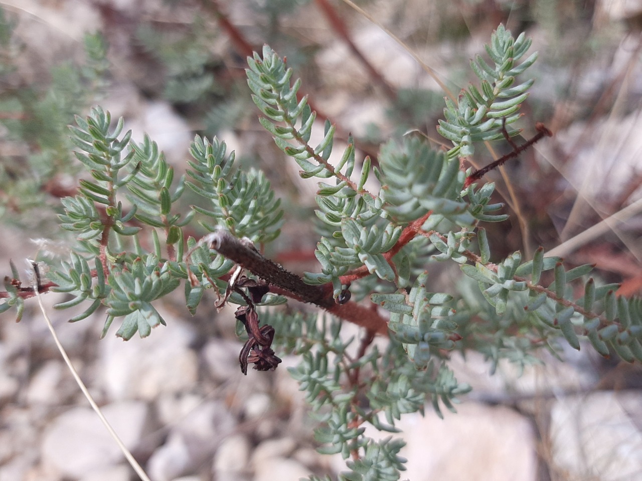 Hypericum scabrum