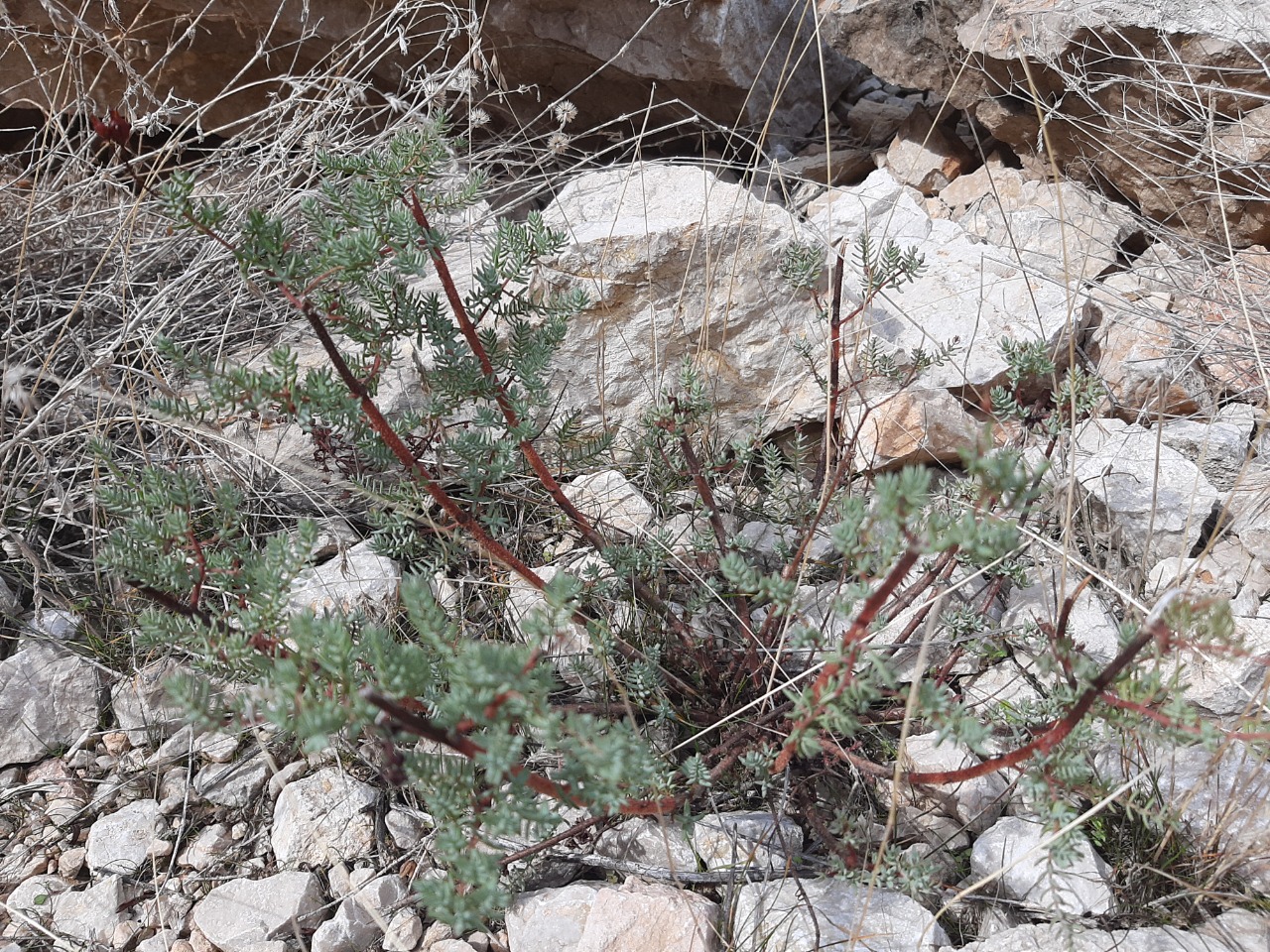 Hypericum scabrum