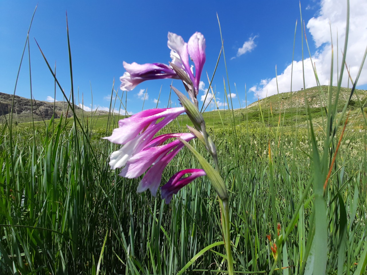 Gladiolus kotschyanus