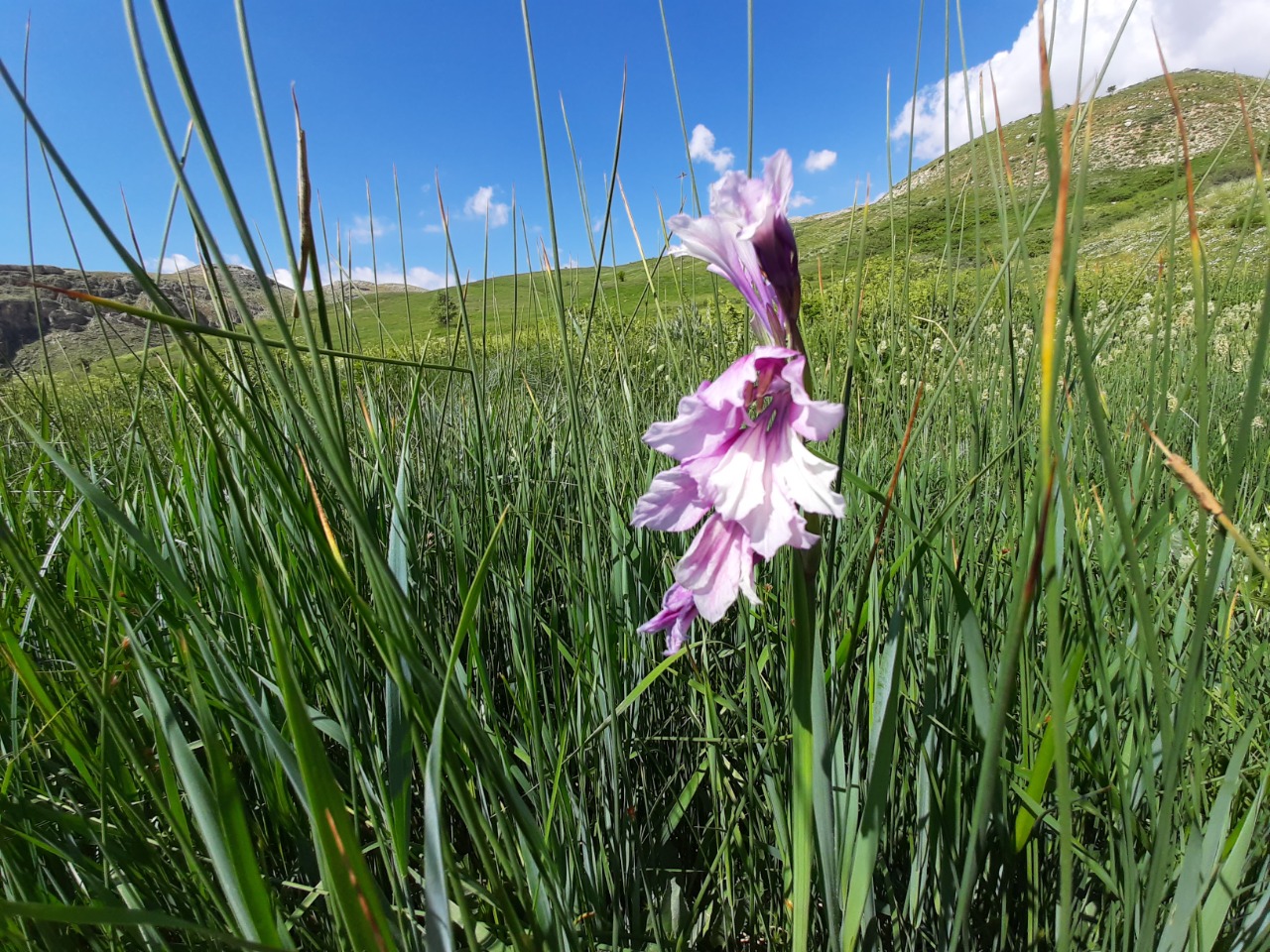 Gladiolus kotschyanus