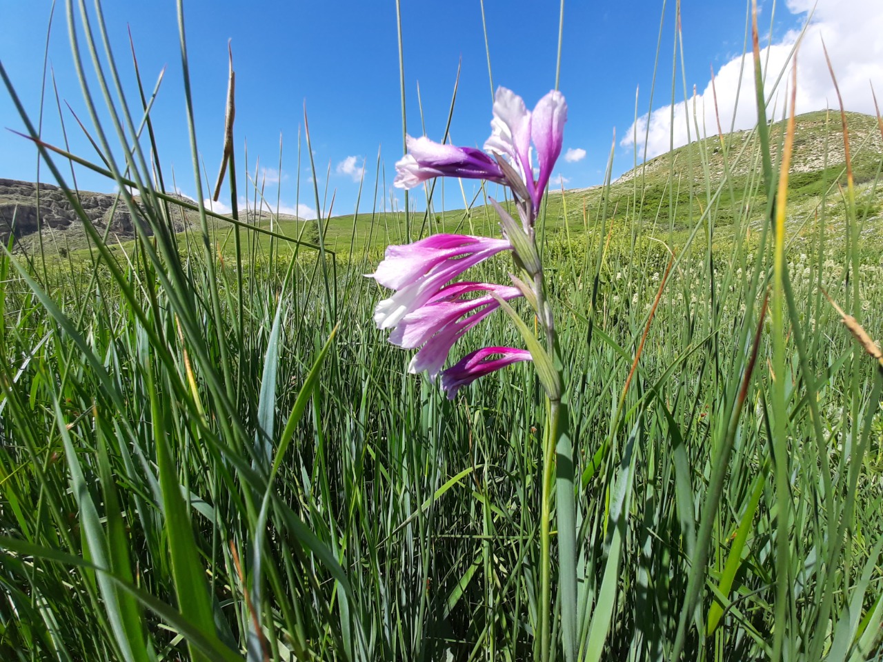 Gladiolus kotschyanus