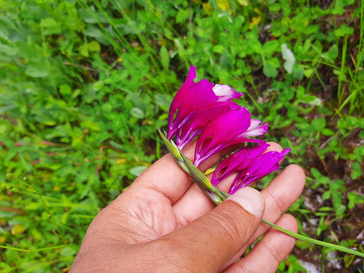 Gladiolus kotschyanus