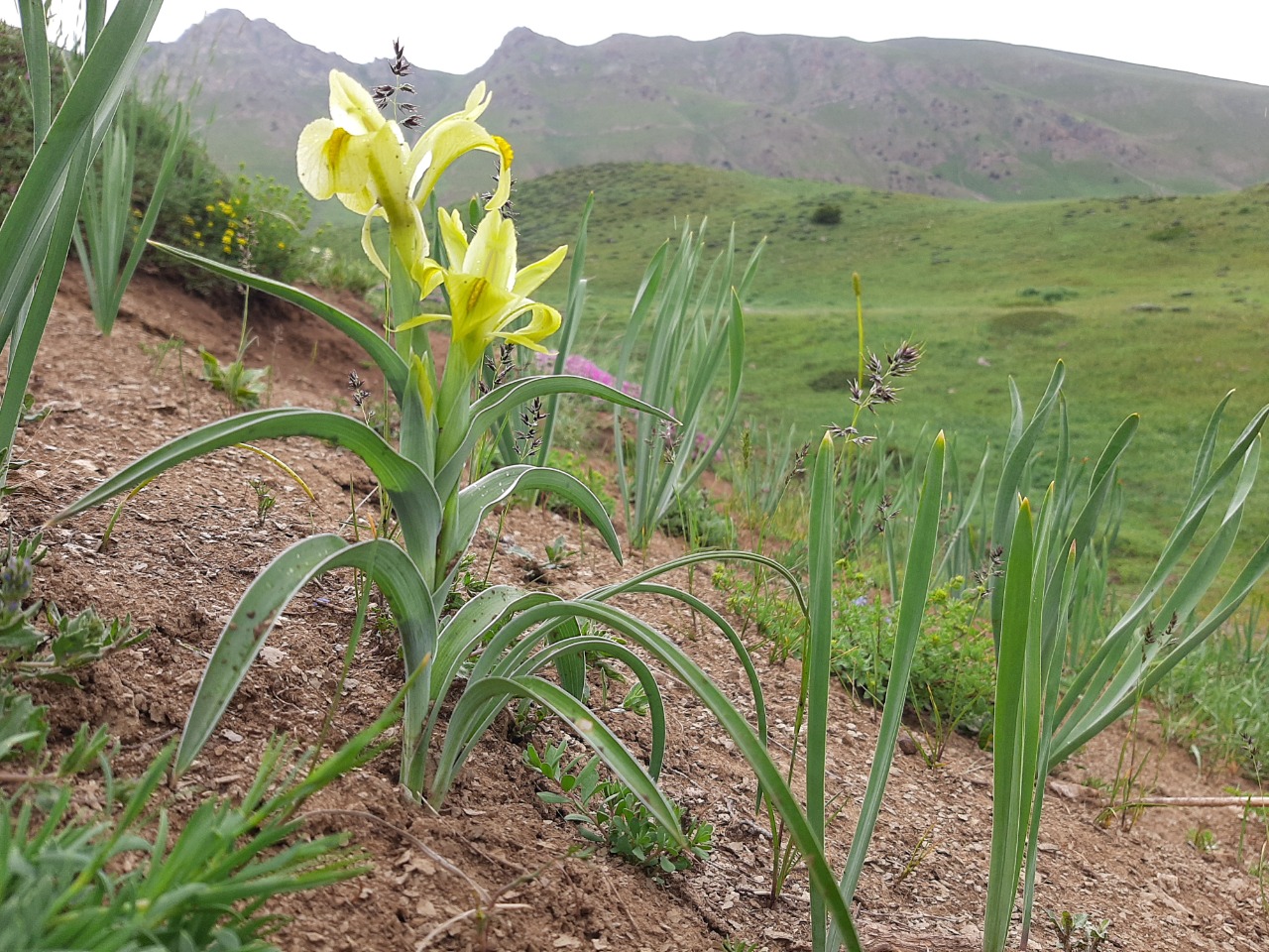 Iris caucasica