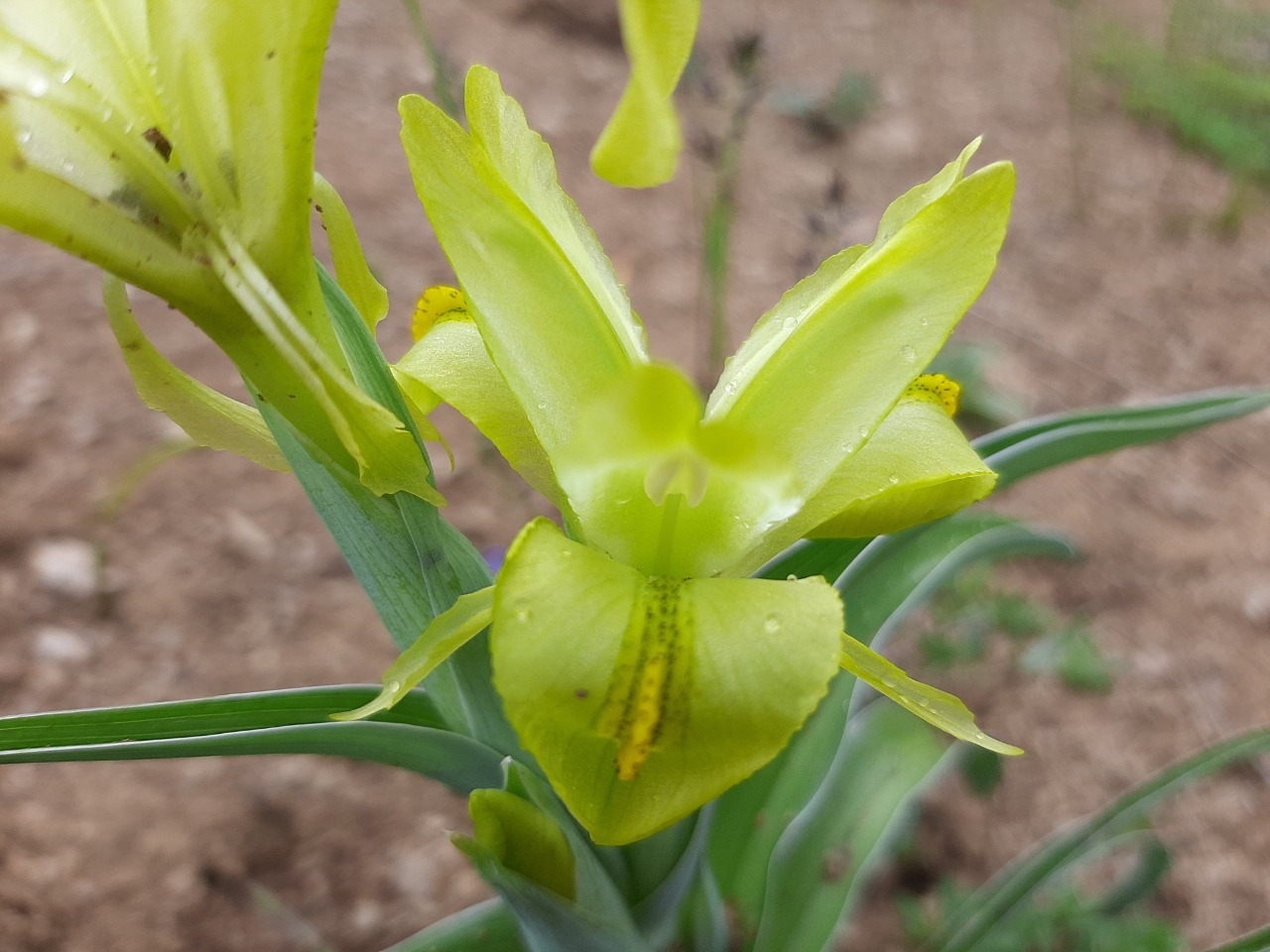 Iris caucasica