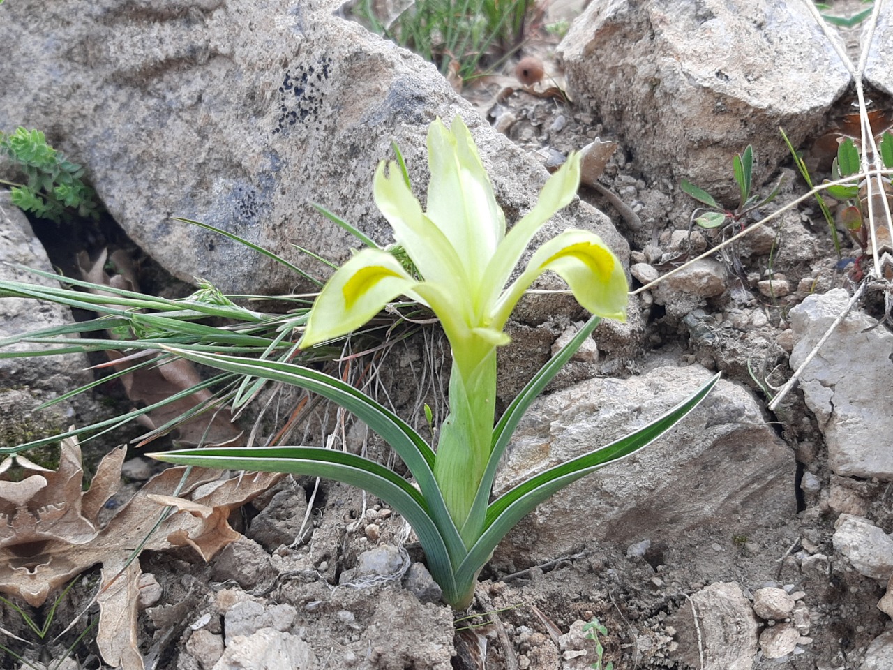 Iris caucasica