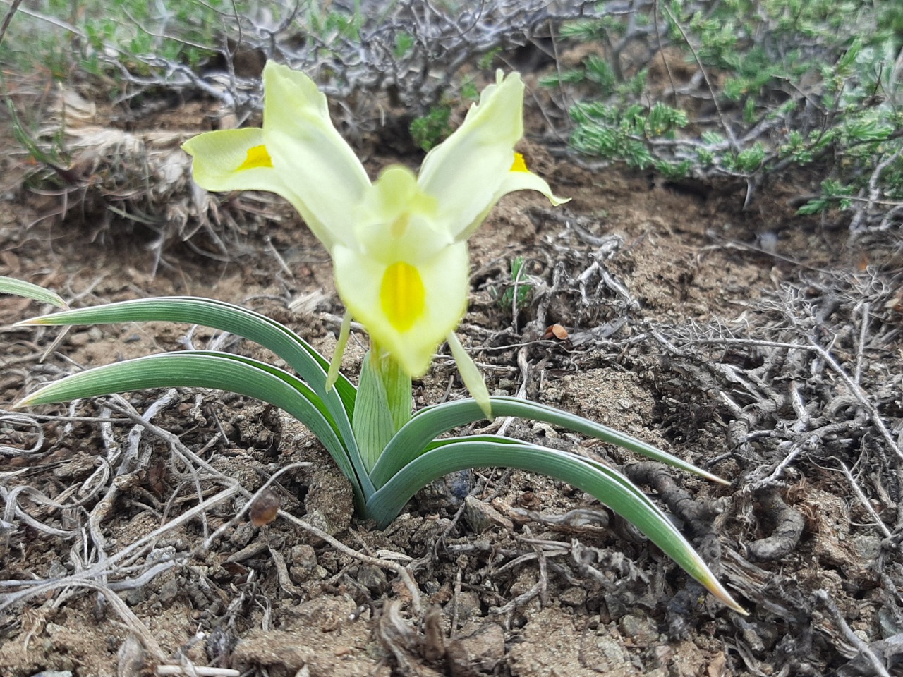 Iris caucasica