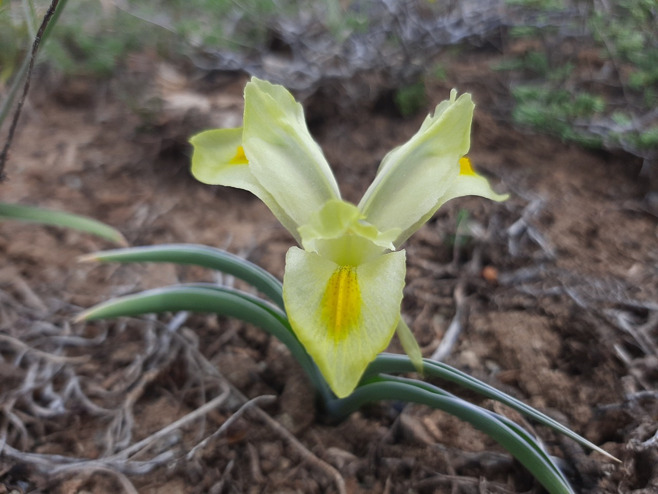 Iris caucasica