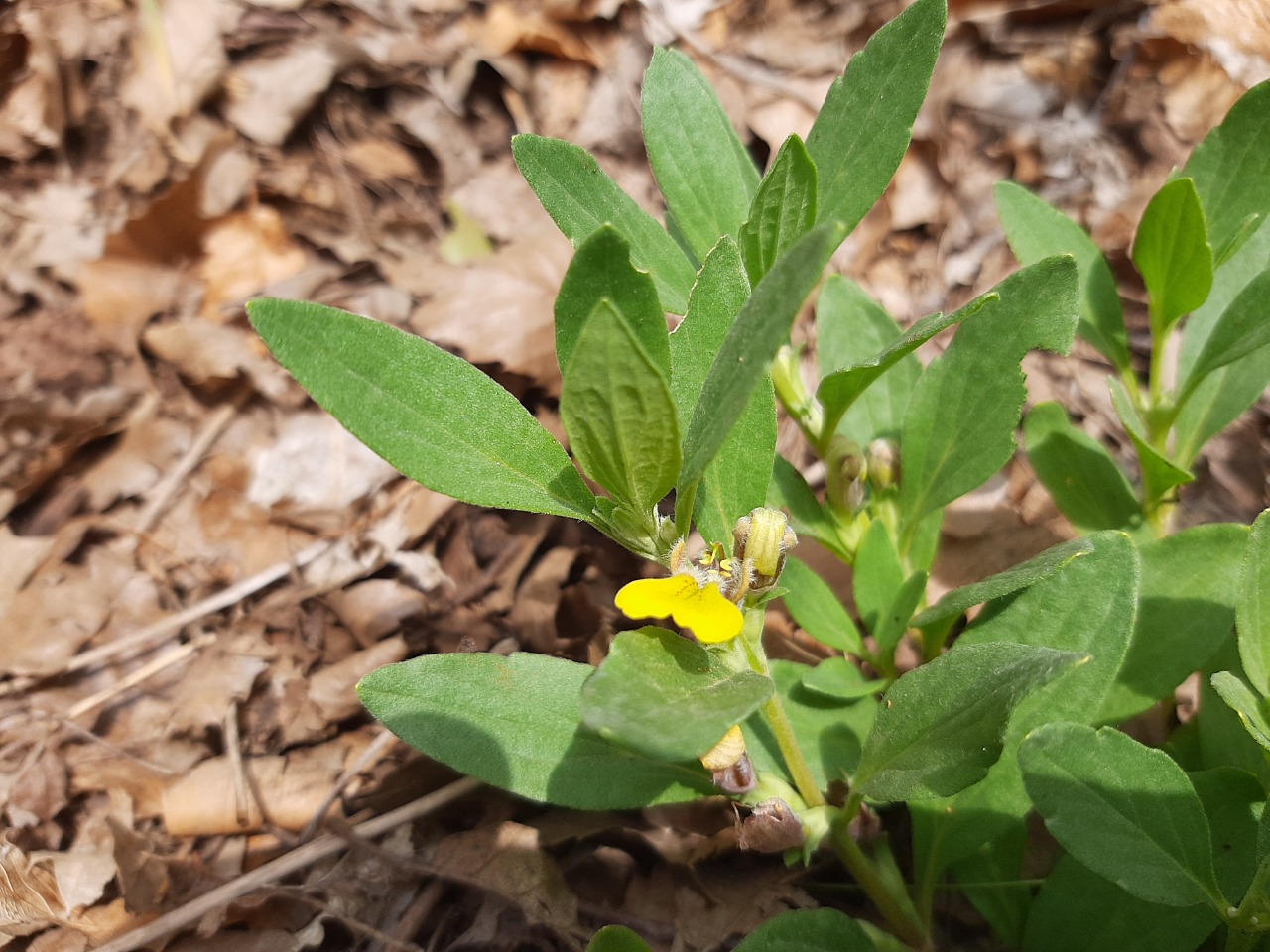 Ajuga salicifolia