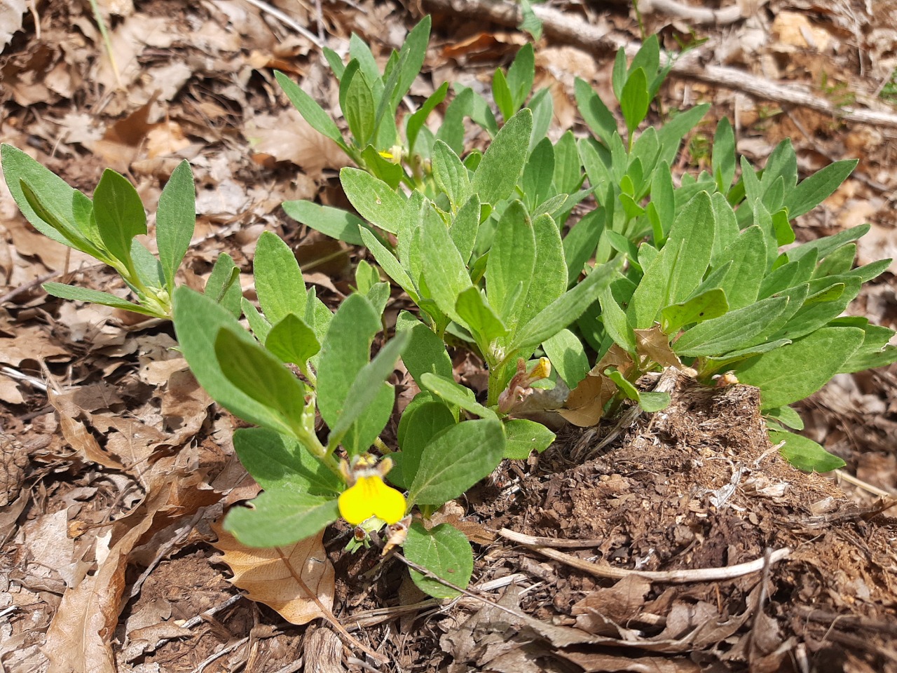 Ajuga salicifolia