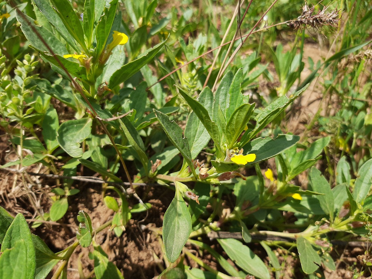 Ajuga salicifolia