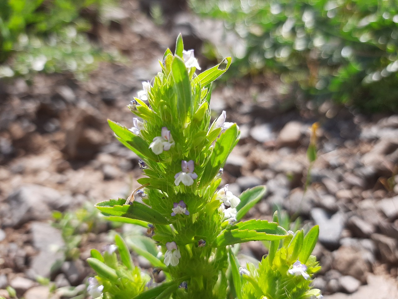 Lallemantia peltata